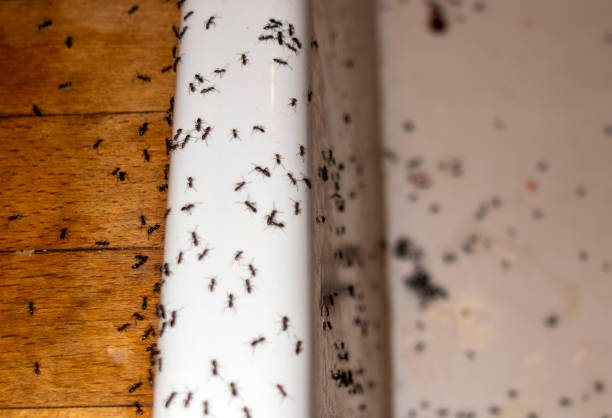 Best Pest Control for Homes  in Goodrich, MI